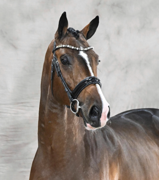 Baggio Blue Stallion